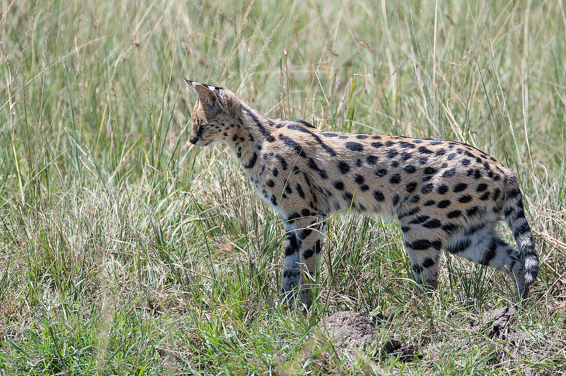 Serval standing on grass