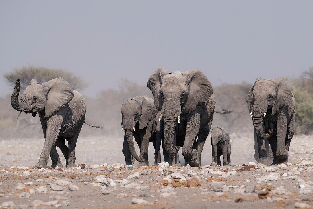 African elephant herd approaching waterhole