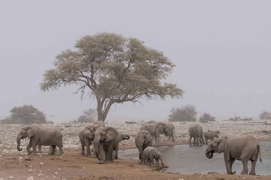 African elephant herd in a dust storm