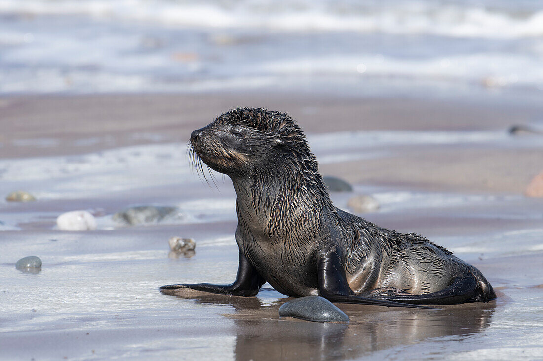 Cape fur seal pup on a beach