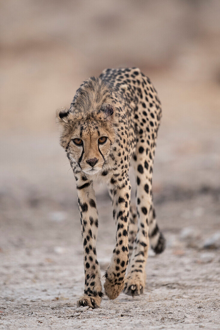 Cheetah making eye contact