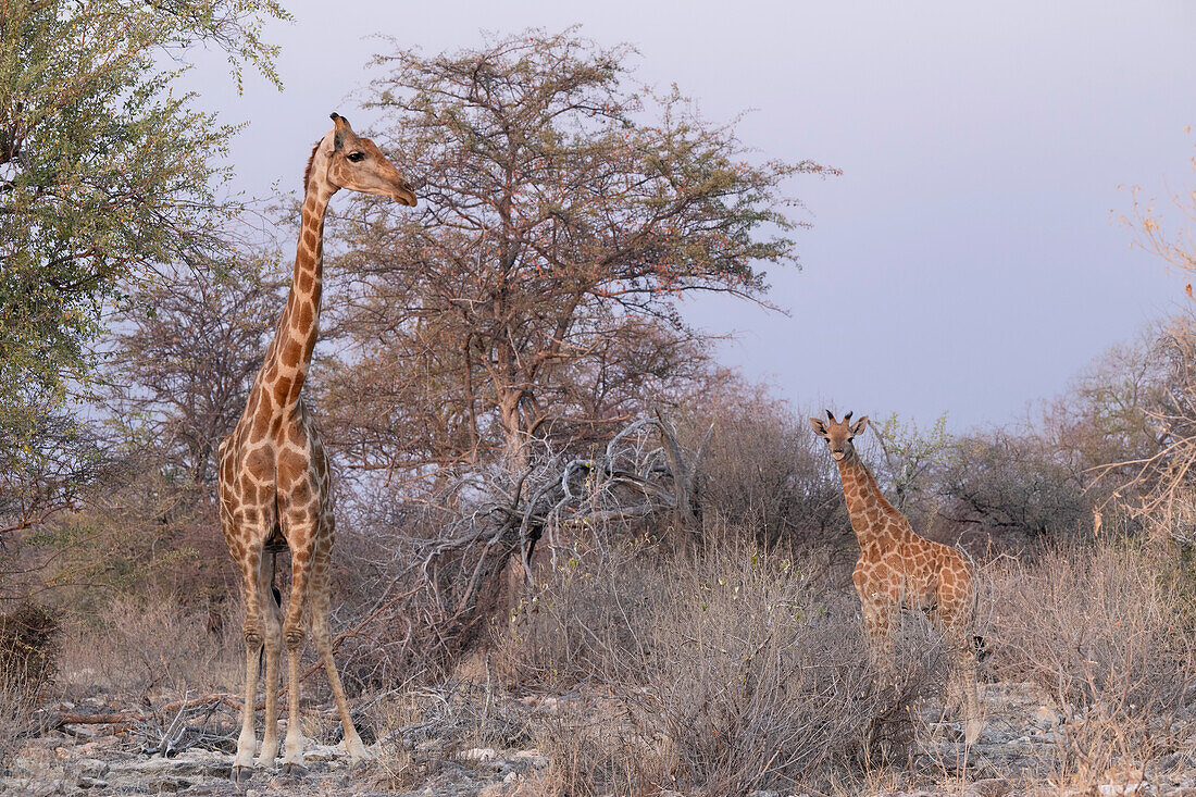 Female giraffe with calf