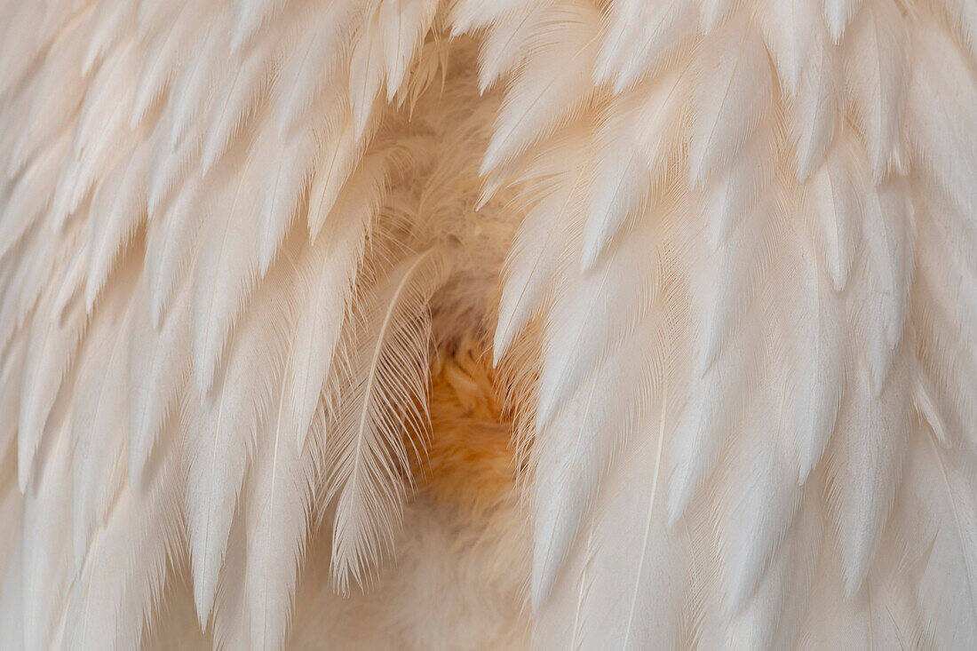 Great white pelican uropygial gland