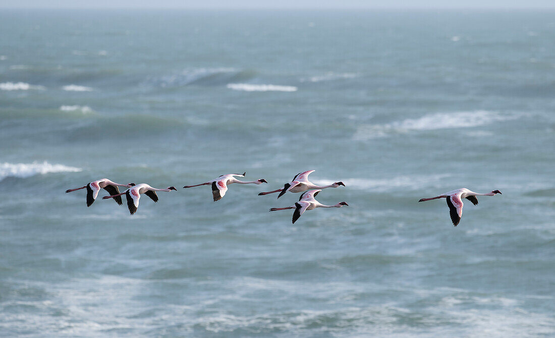 Lesser flamingos flying in formation