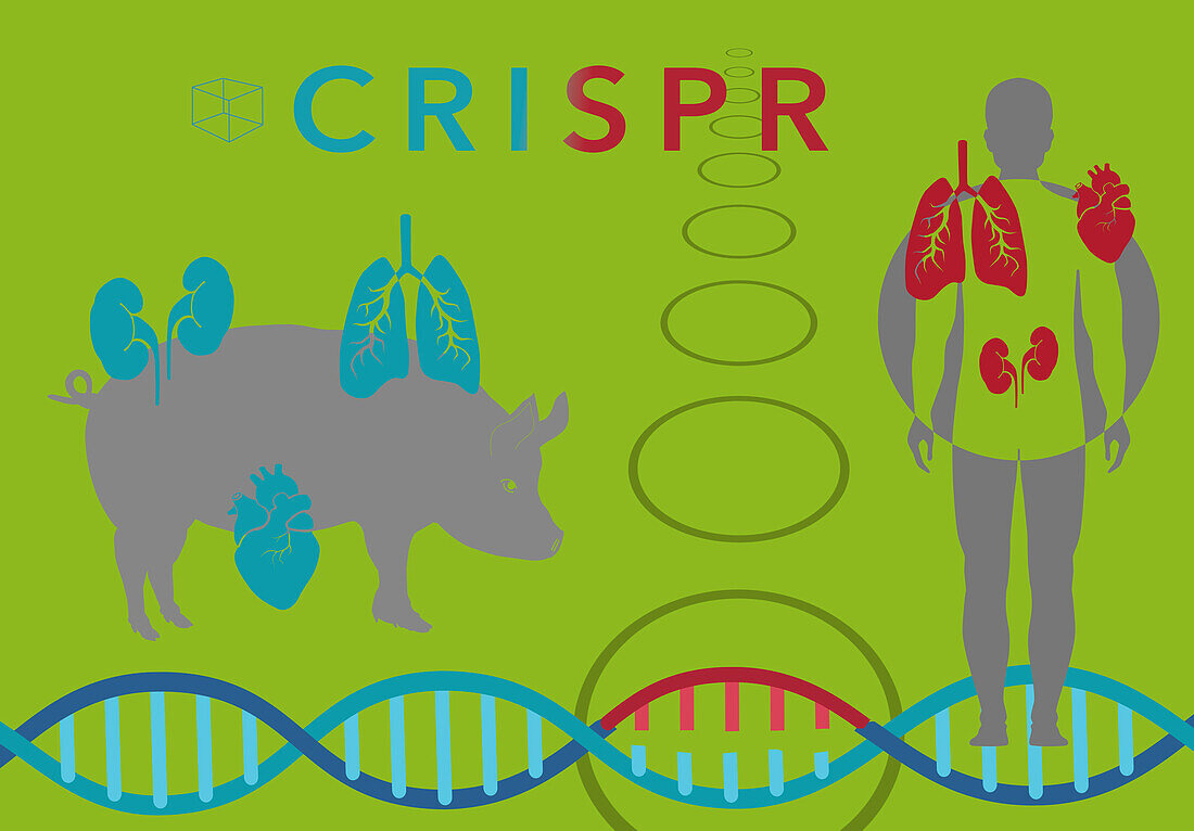 CRISPR in xenotransplantation, illustration