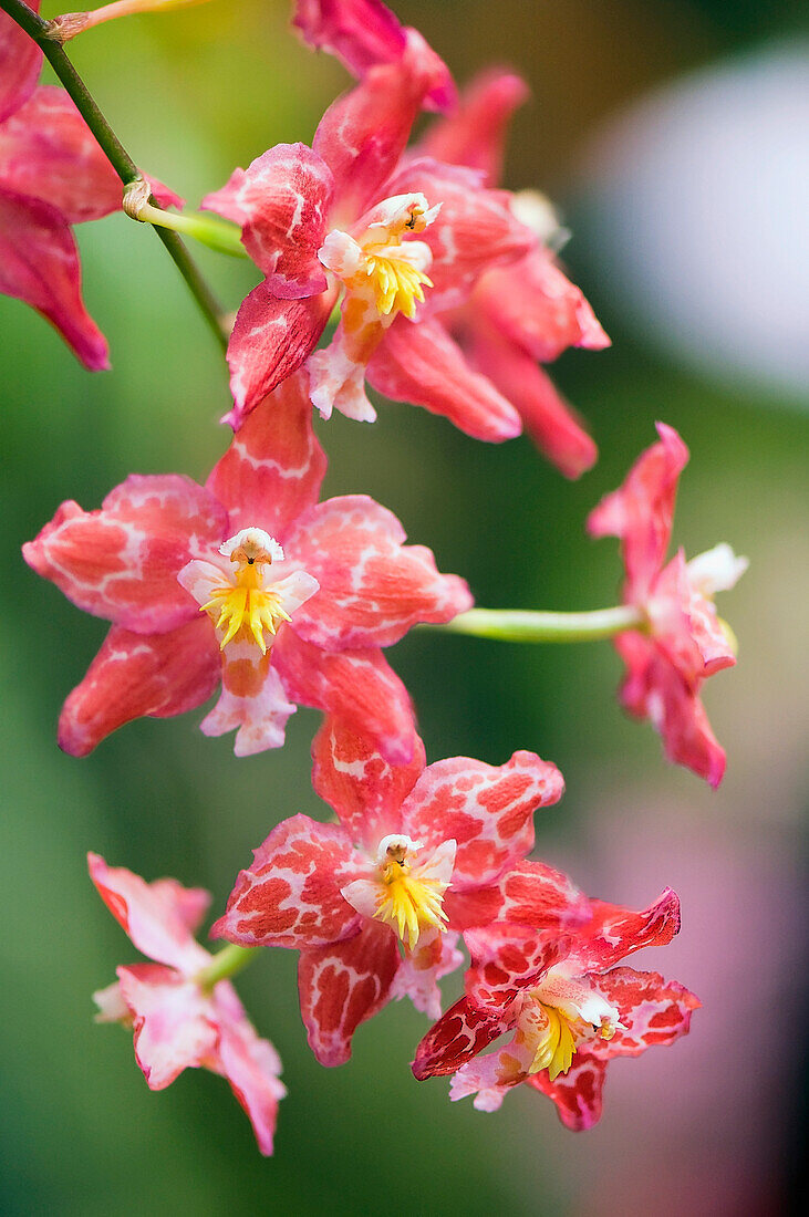 Orchid (Odontoglossum sp.) flowers