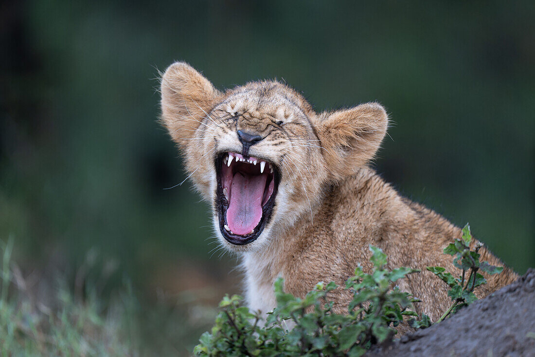 Lion cub roaring