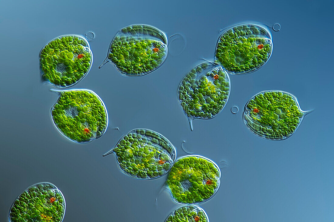 Phacus algae, light micrograph