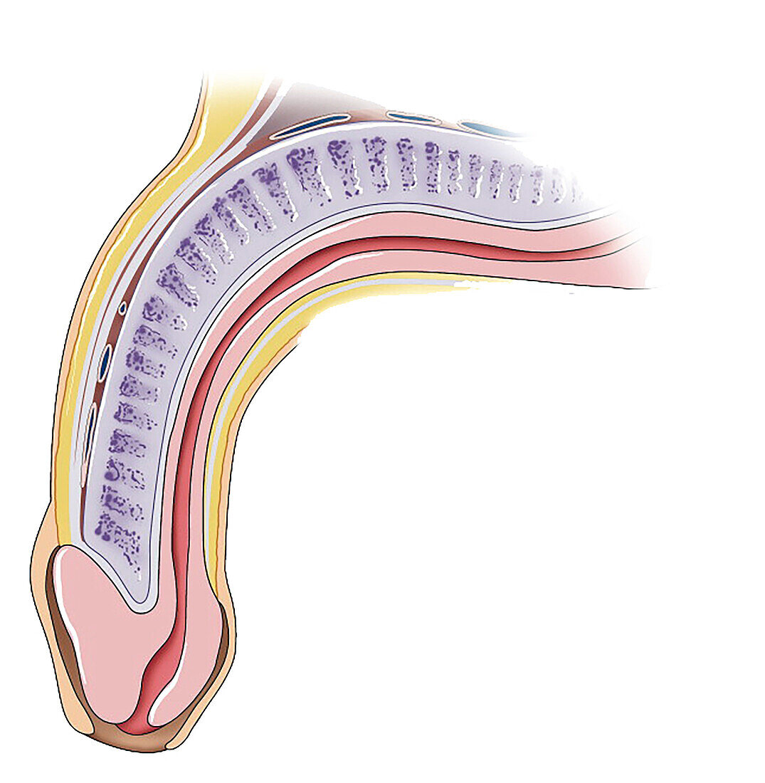 Anatomy of the penis, illustration