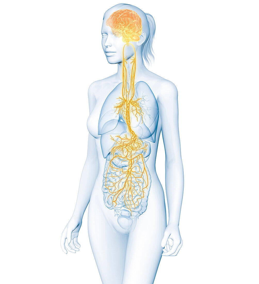 Active brain and energetic vagus nerve, illustration