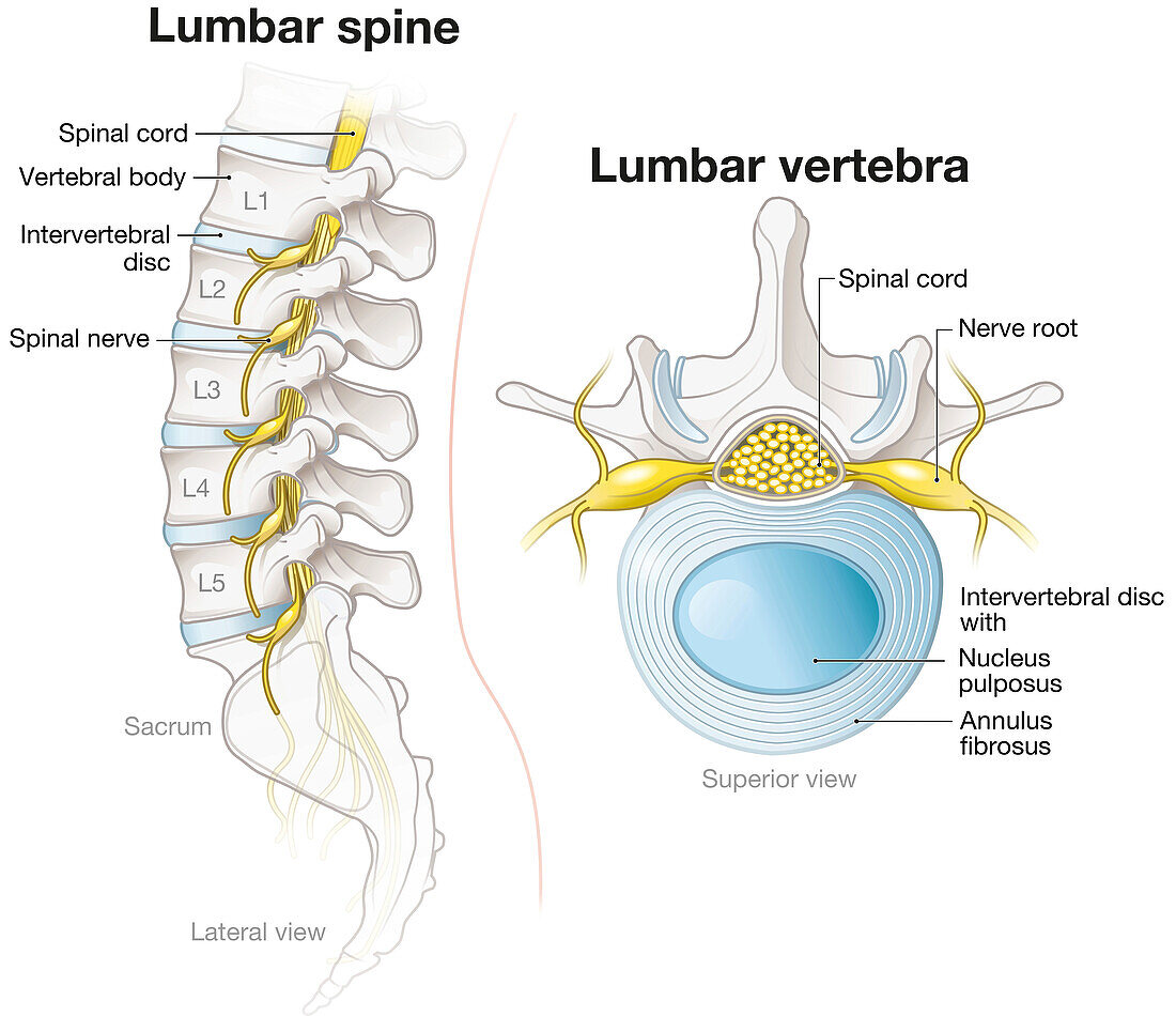Lumbar spine and lumbar vertebra, illustration