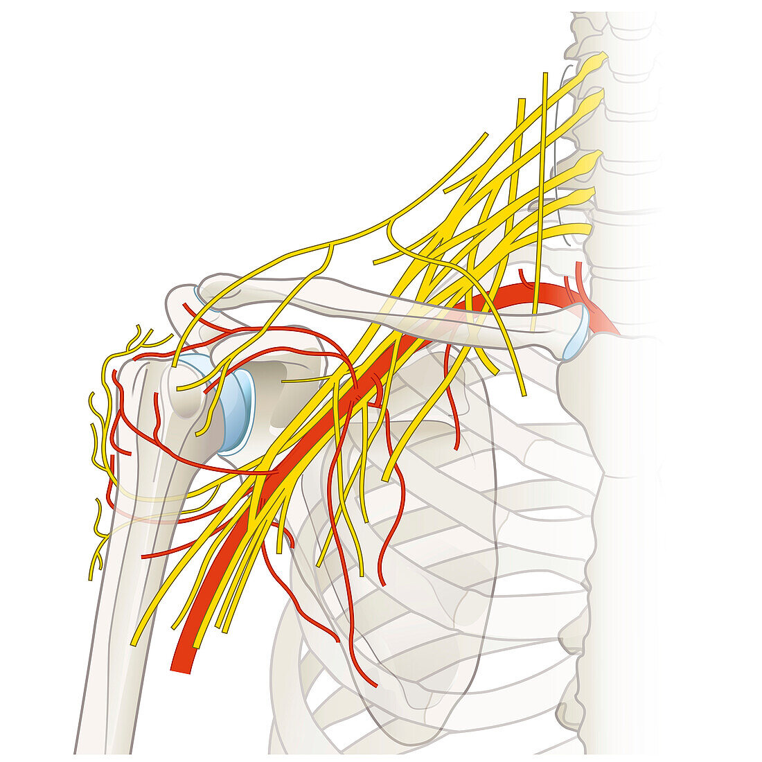 Nerves and vessels of the shoulder, illustration