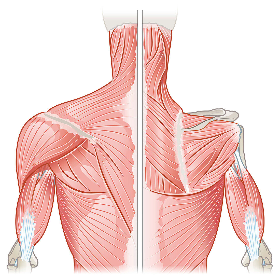 Shoulder muscles, illustration