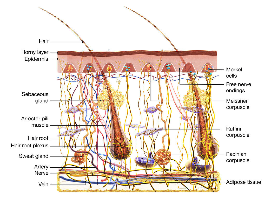 Skin sensory receptors, illustration