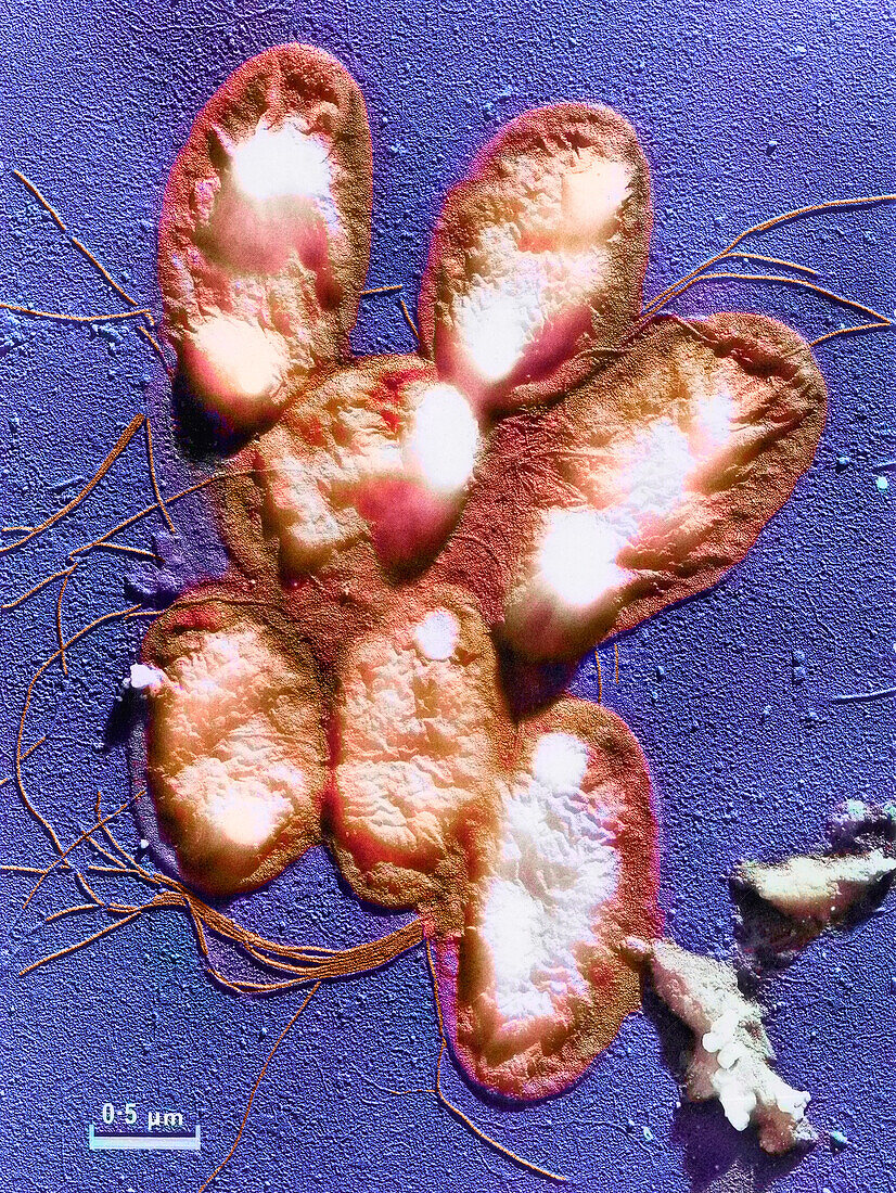 Rod-shaped bacteria, TEM