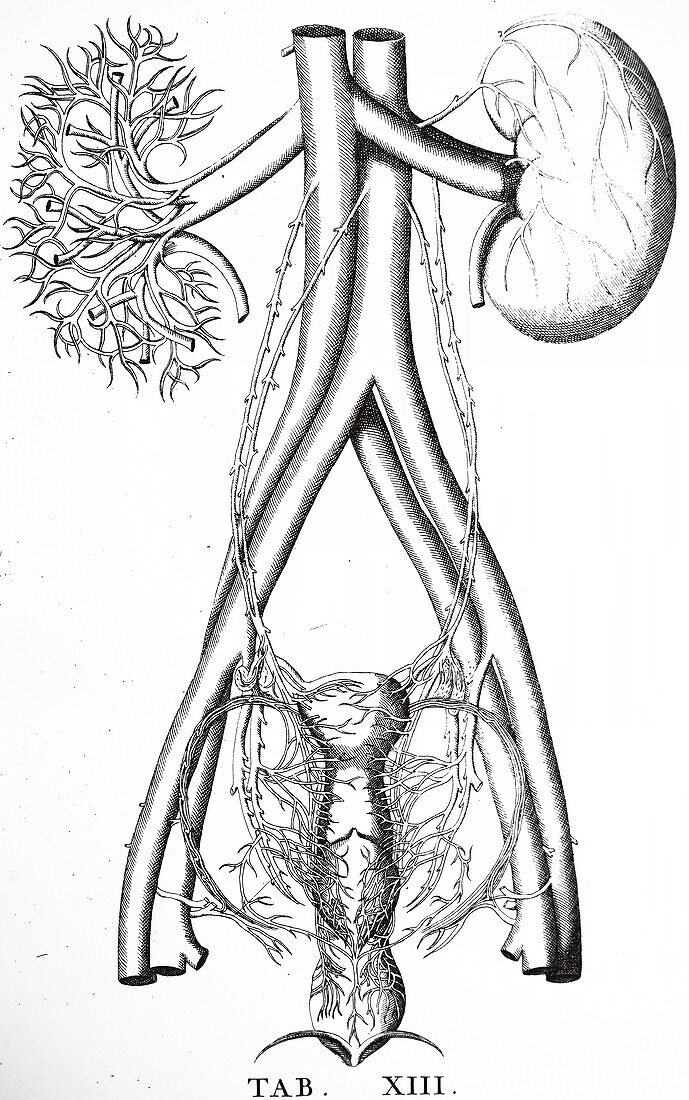 Kidneys, illustration