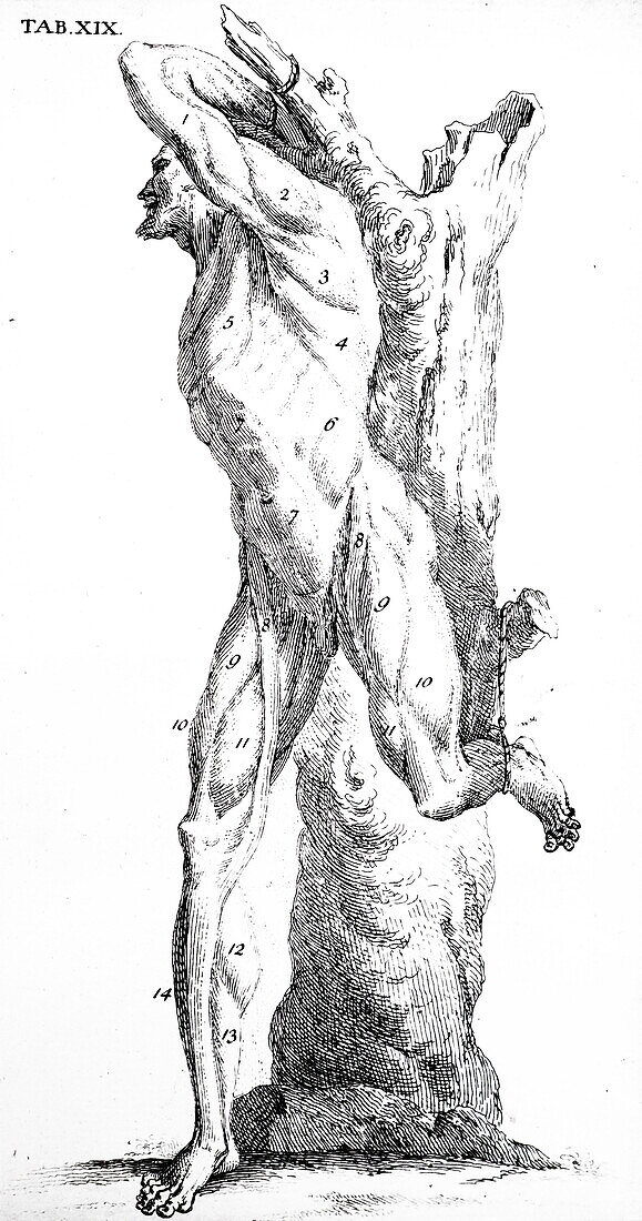 Muscles, illustration