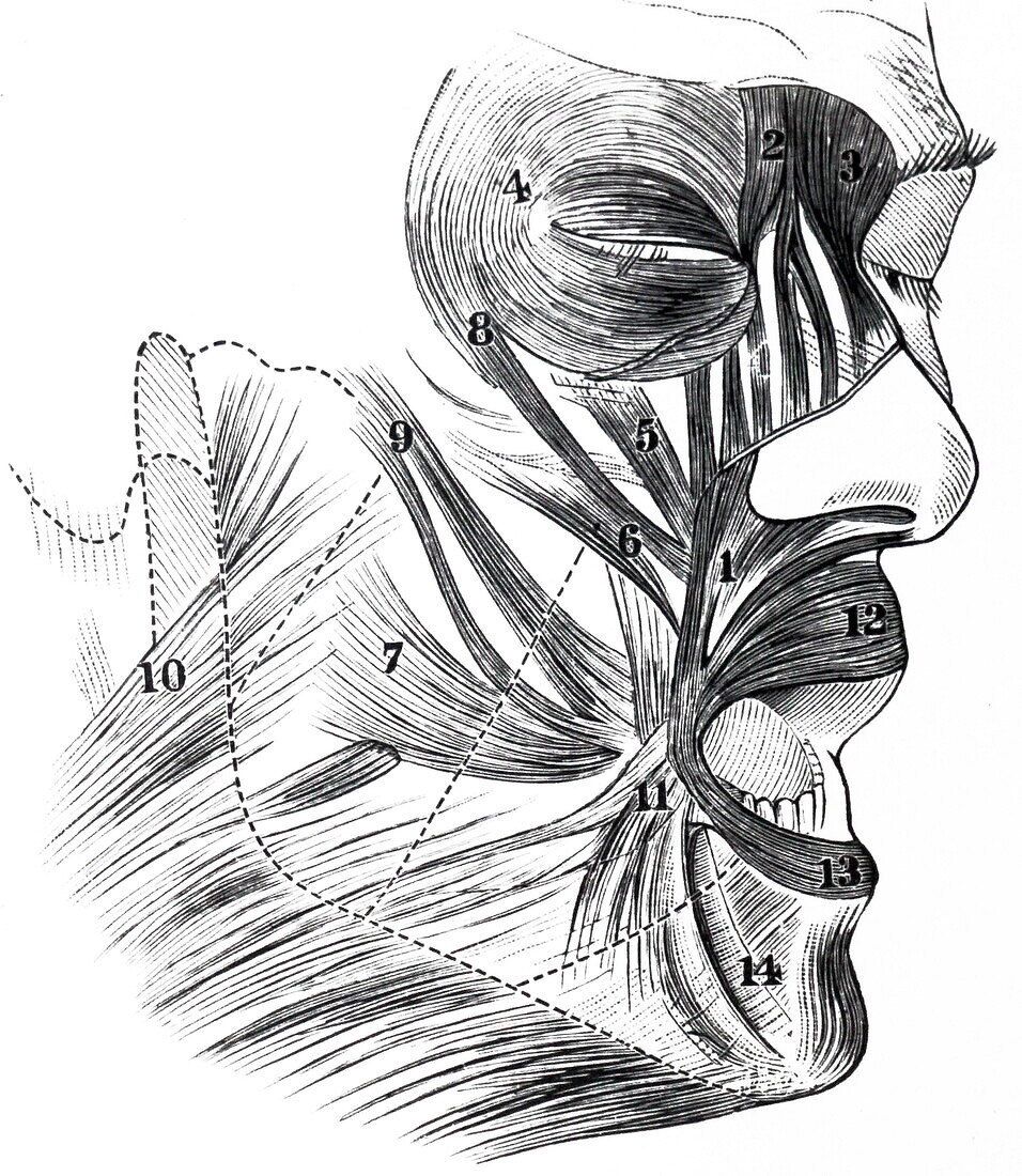 Muscles of the face, illustration