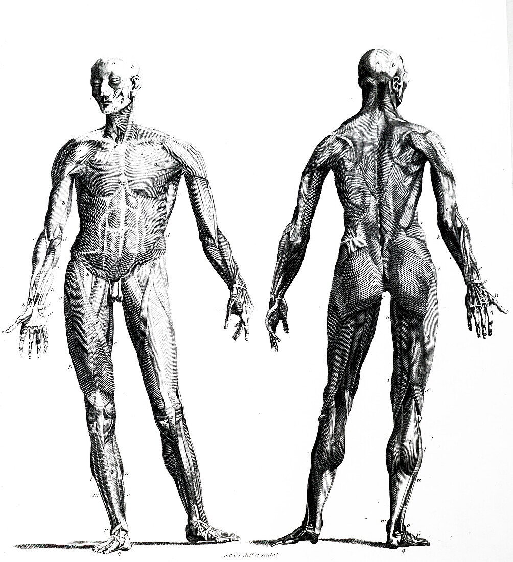 Muscles, illustration