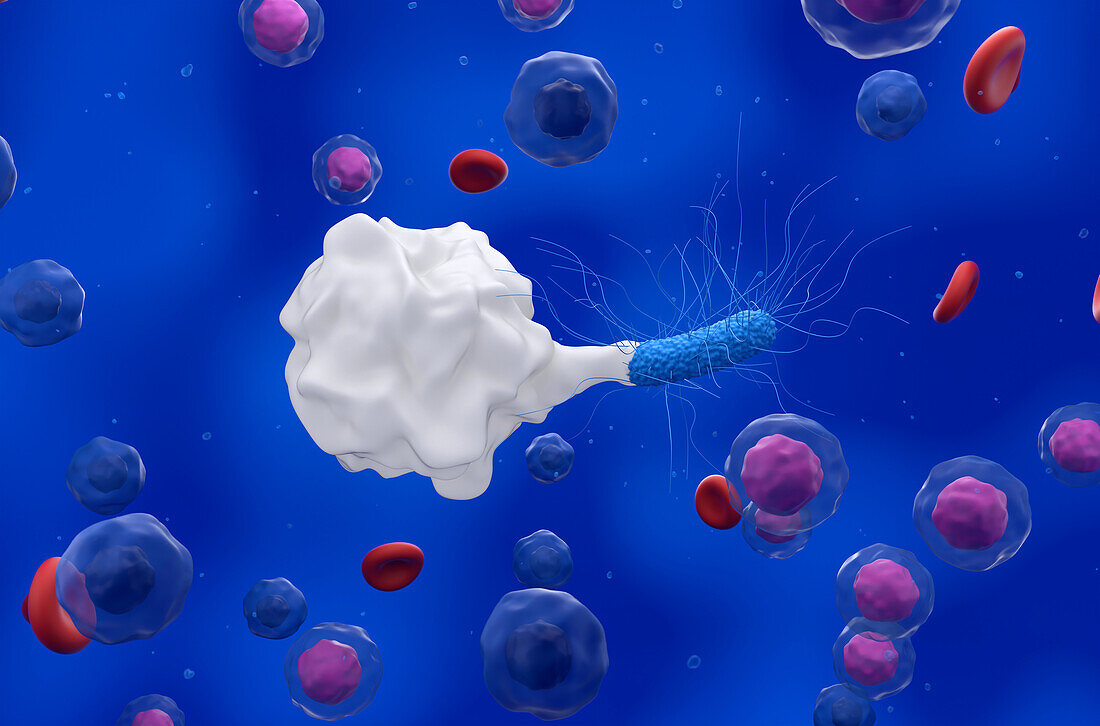 Macrophage engulfing bacterium, illustration