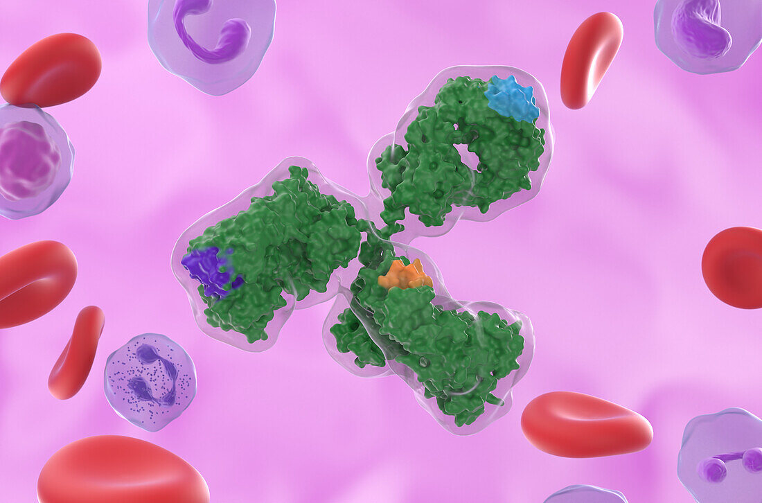 Monoclonal antibody, illustration