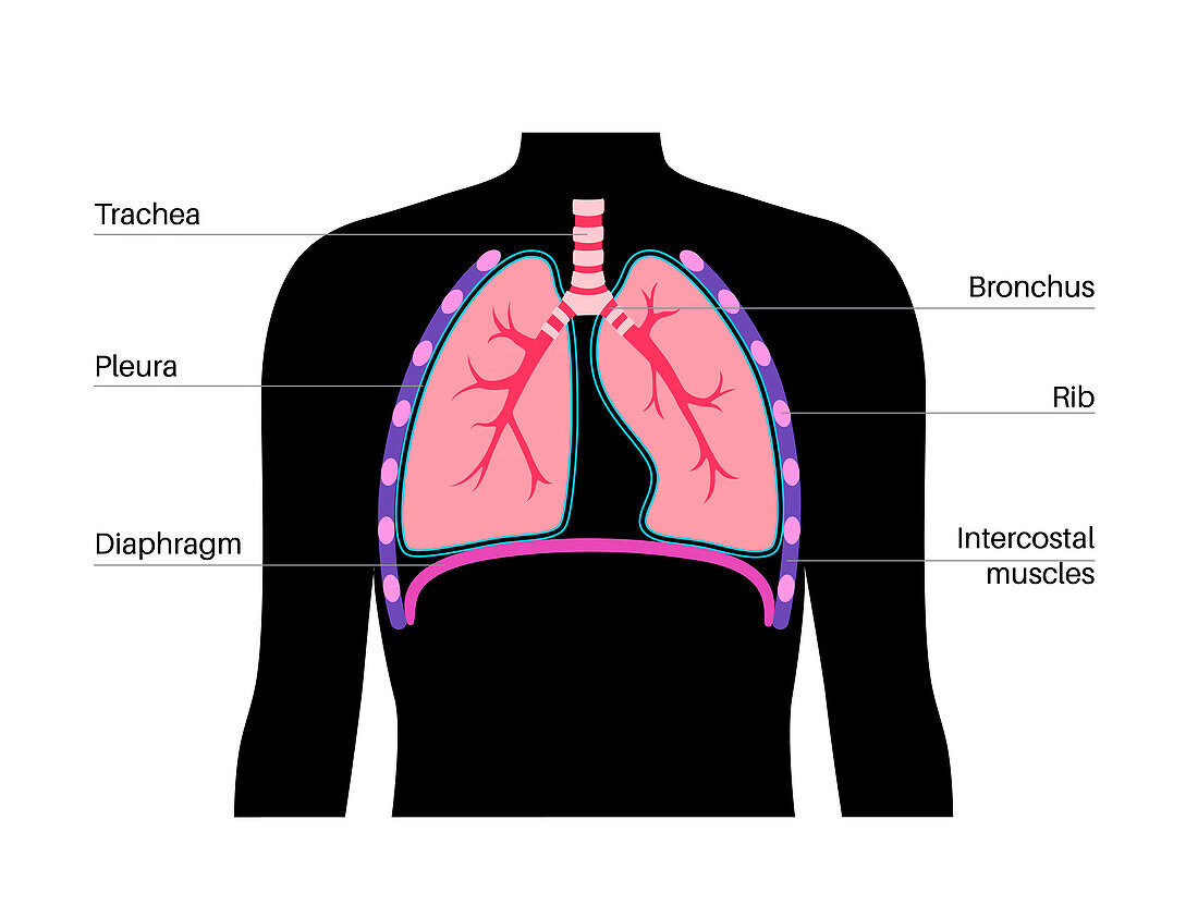 Respiratory system anatomy, illustration