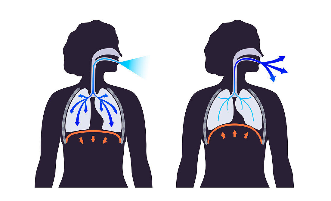 Breathing process, illustration