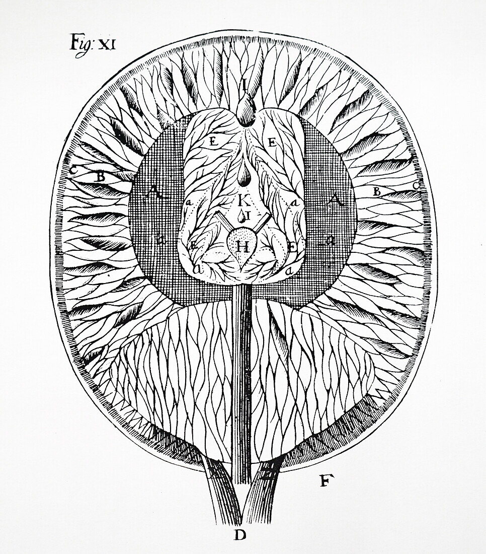 Descartes' drawing of the human brain, 1692