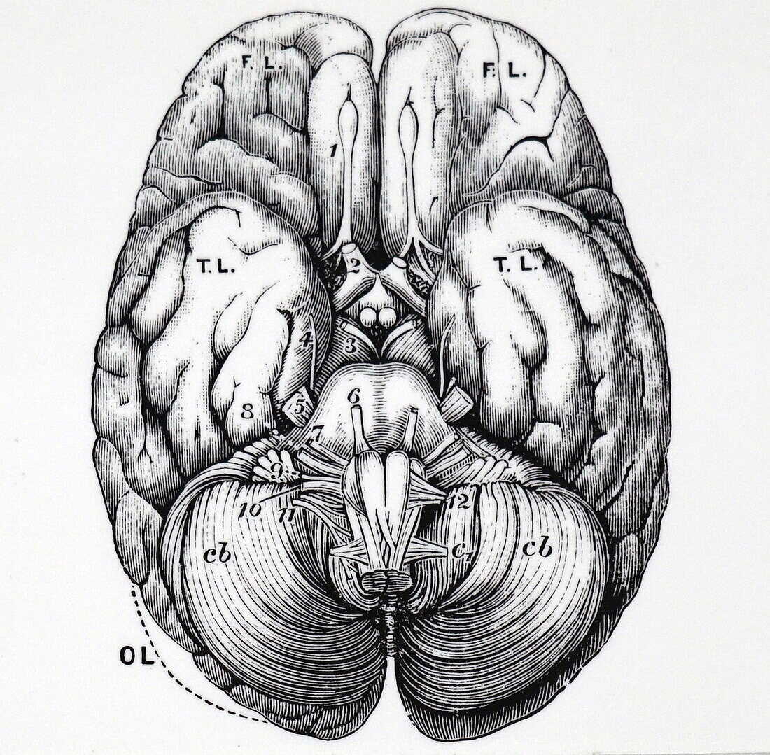 Base of human brain, illustration