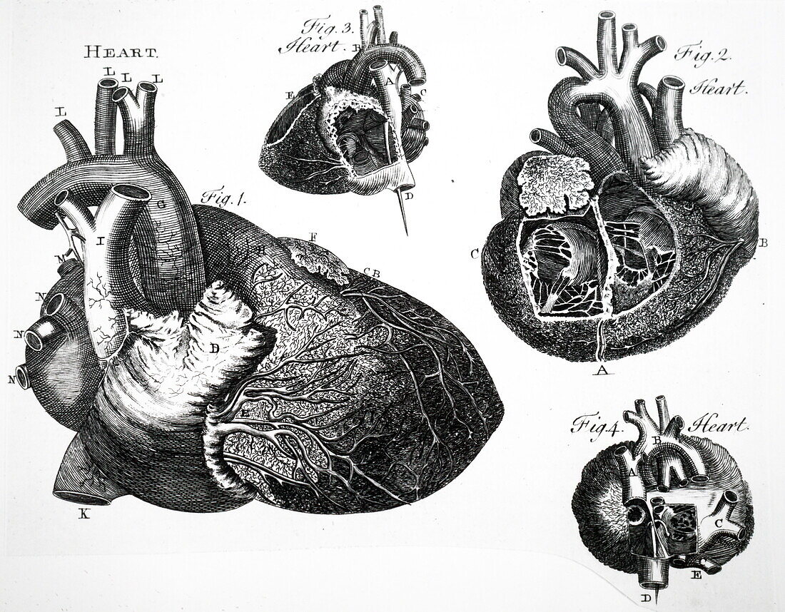 Human heart, illustration