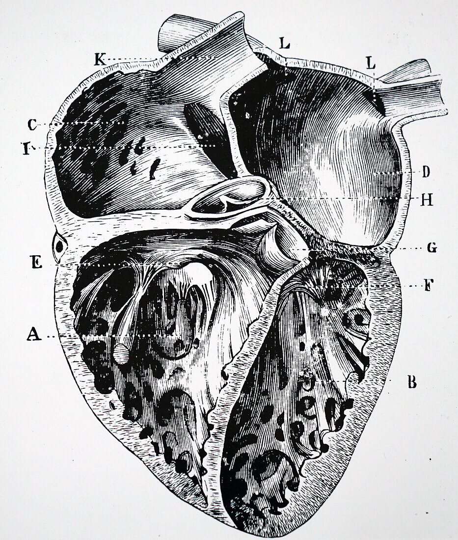 Sectional view of the human heart, illustration