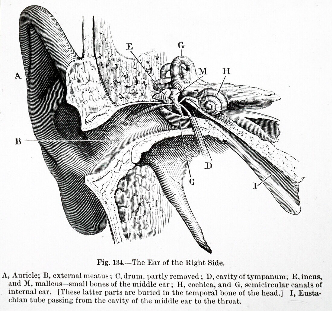 Sectional view of the human ear, illustration