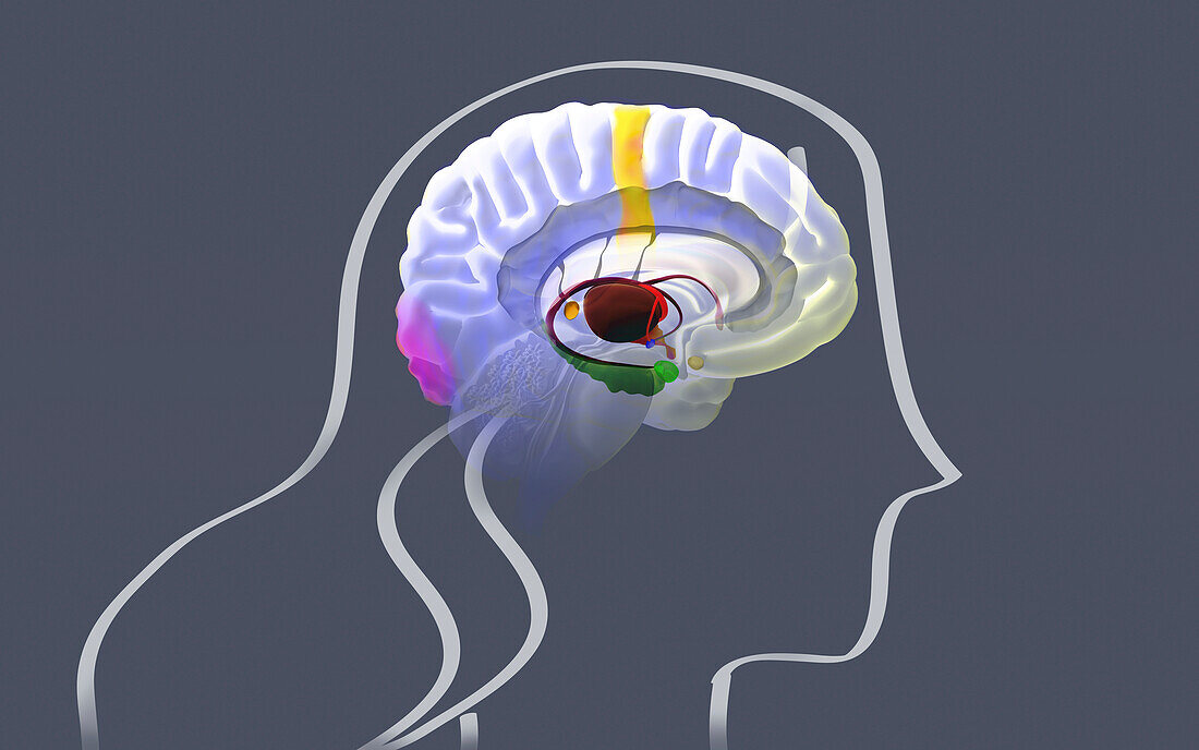 Brain activity during dreaming, illustration