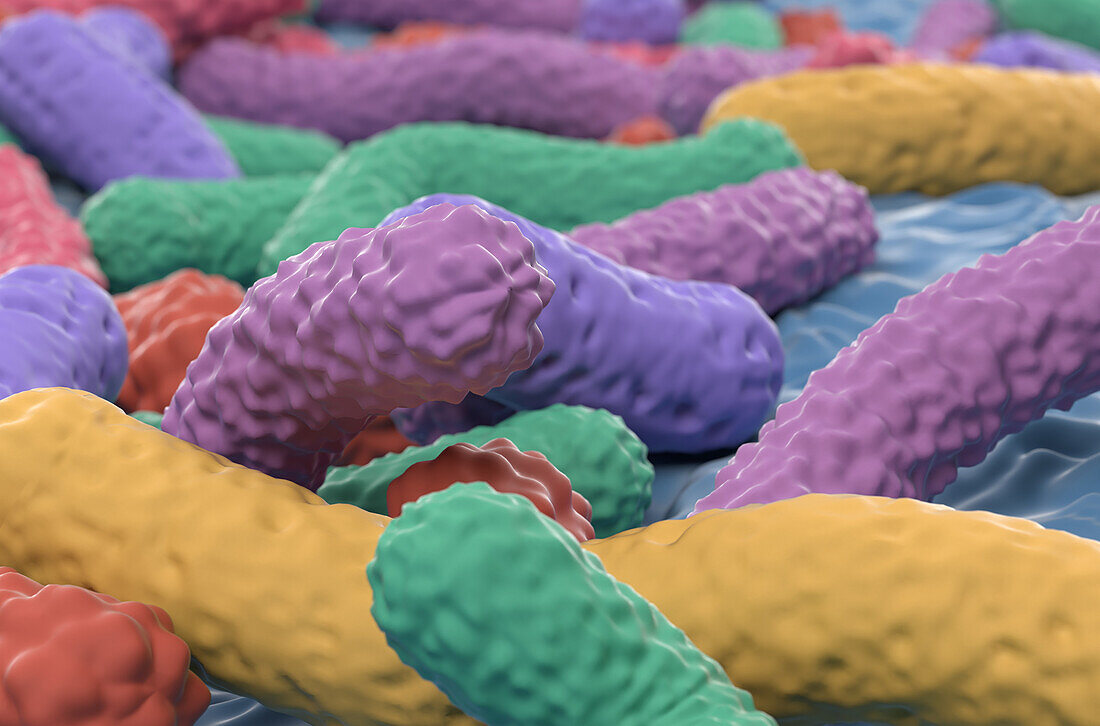 Probiotic bacteria, illustration