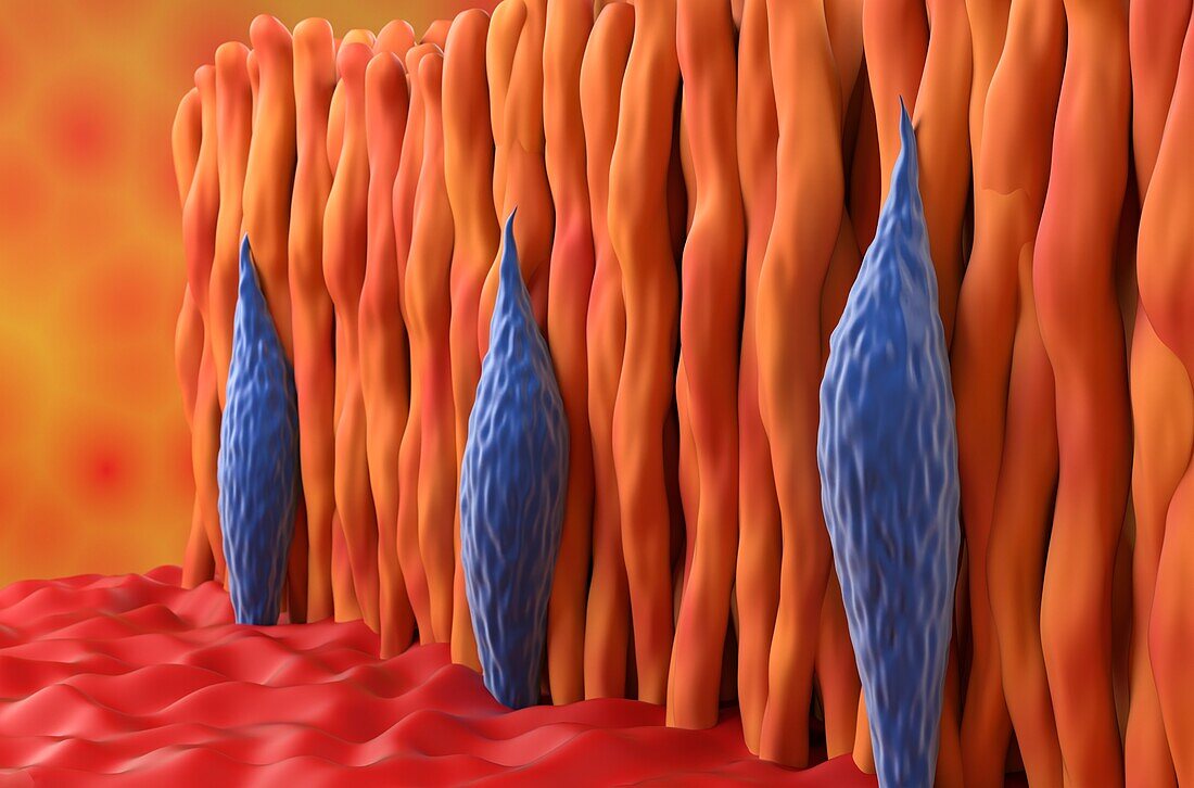 Rod and cone cells in the retina, illustration