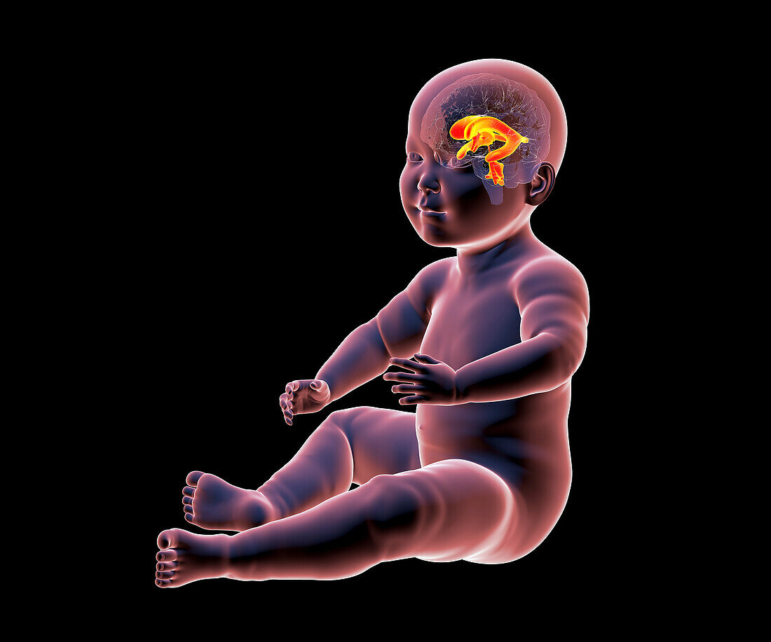 Baby with normal brain ventricles, illustration