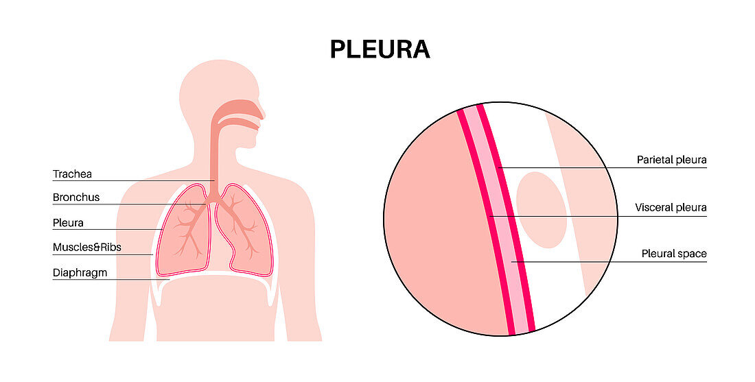 Pleura anatomy, illustration
