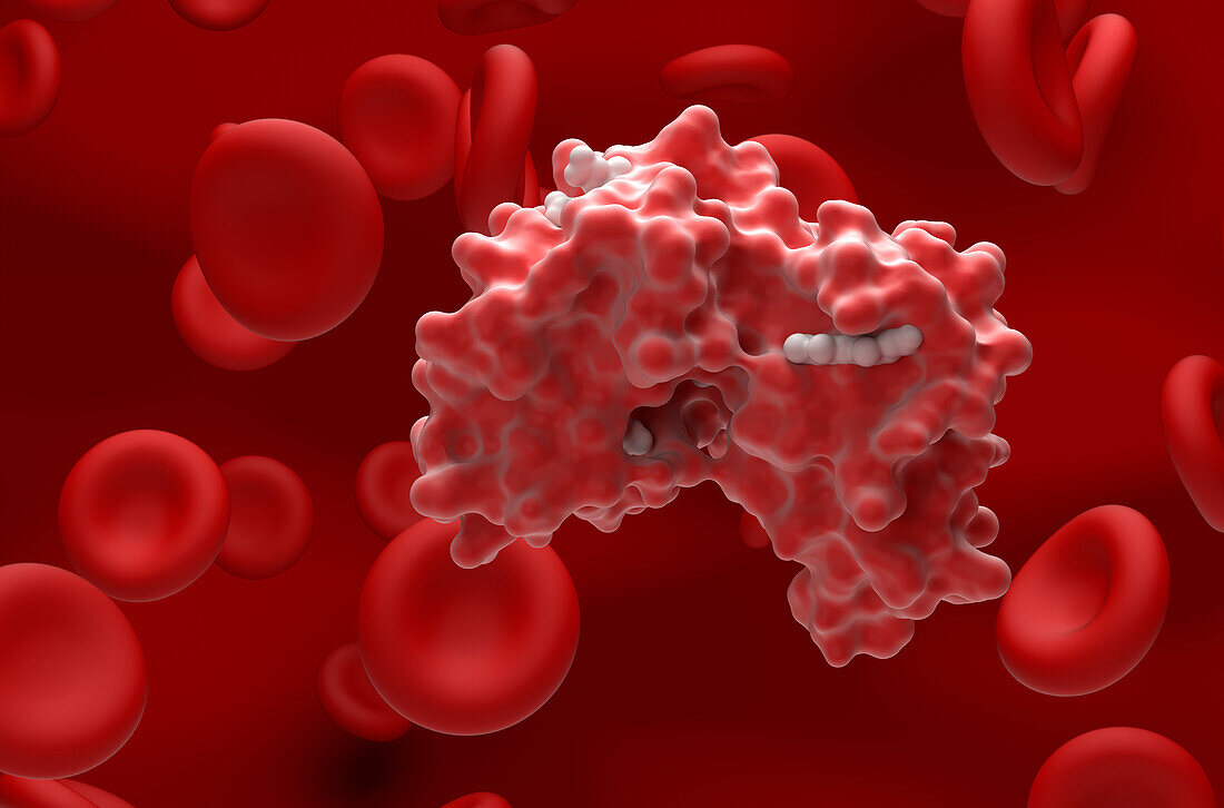 Haemoglobin, illustration