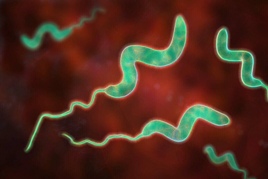 Campylobacter bacteria, illustration