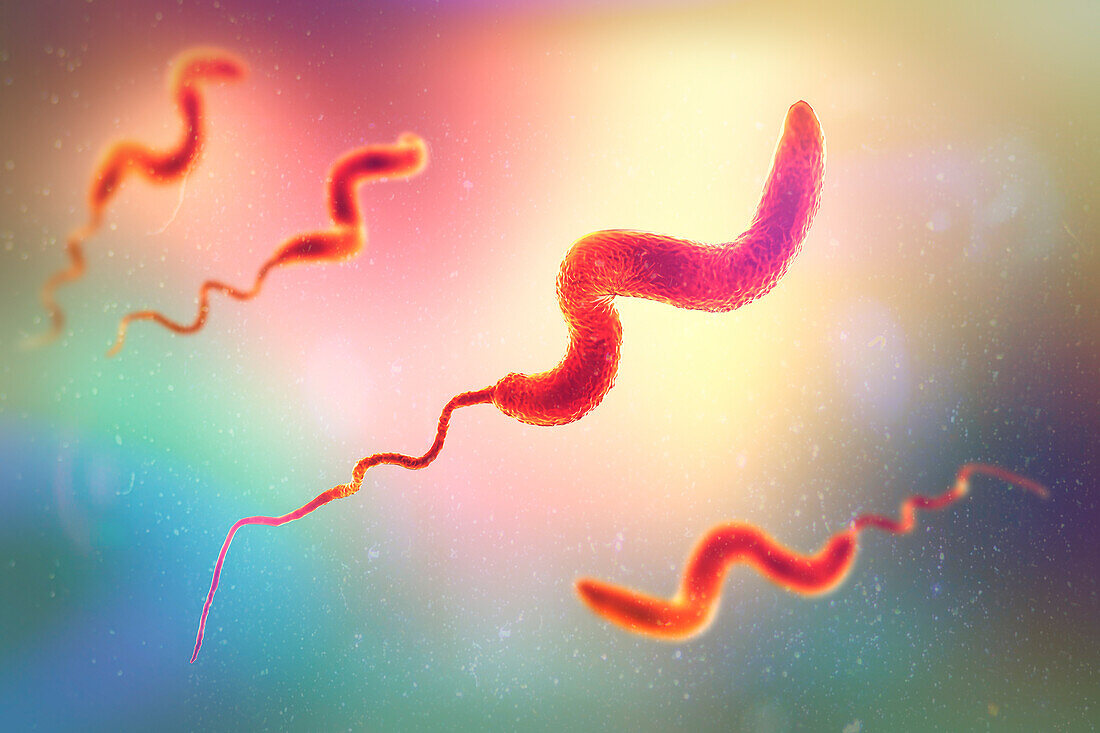 Campylobacter bacteria, illustration