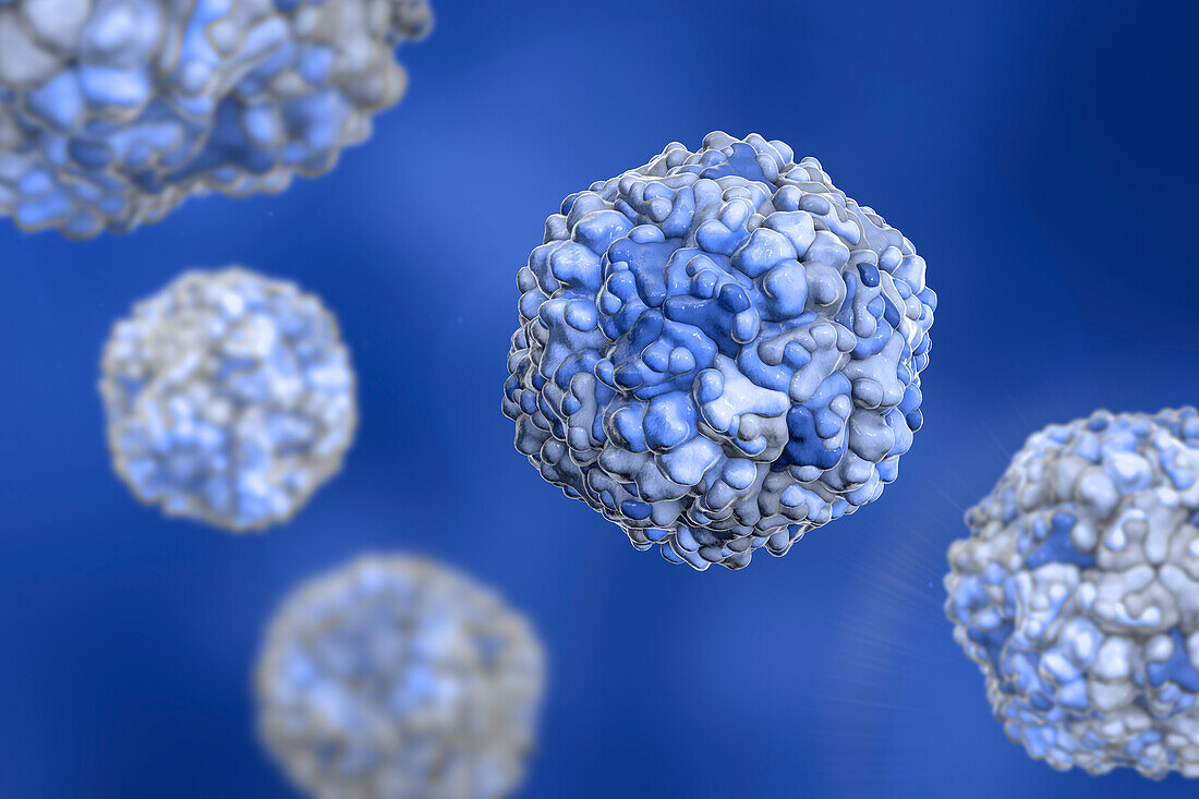 Echo viruses, illustration