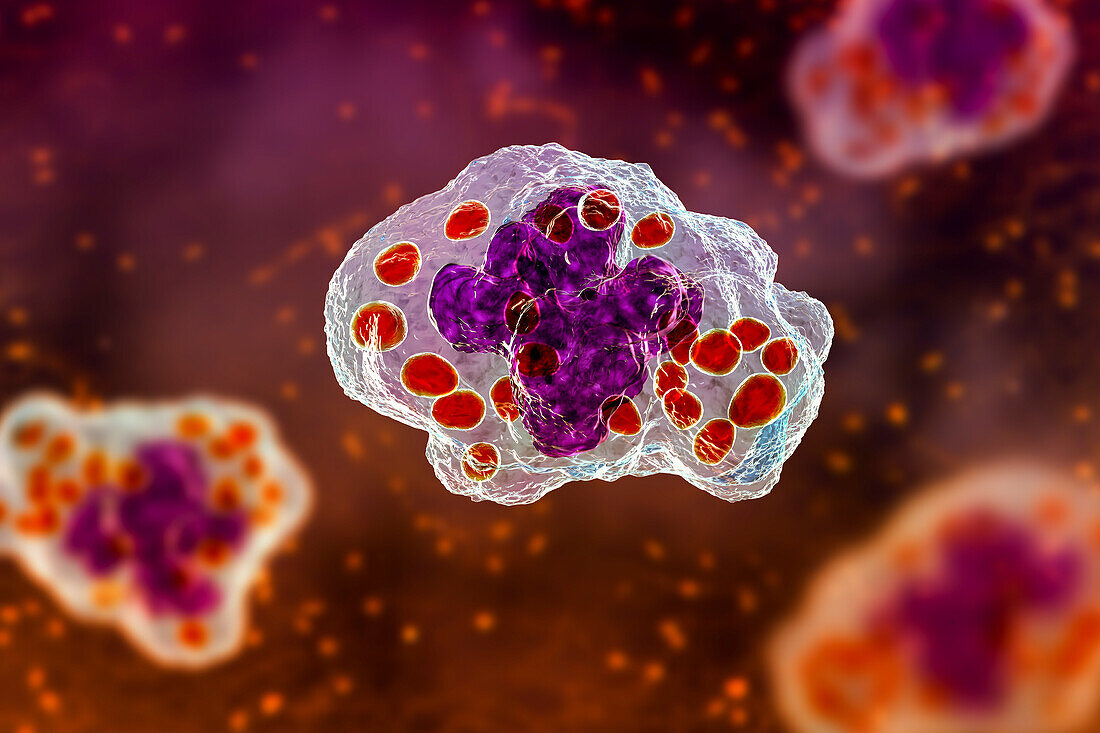 Histoplasma capsulatum fungus in a macrophage, illustration