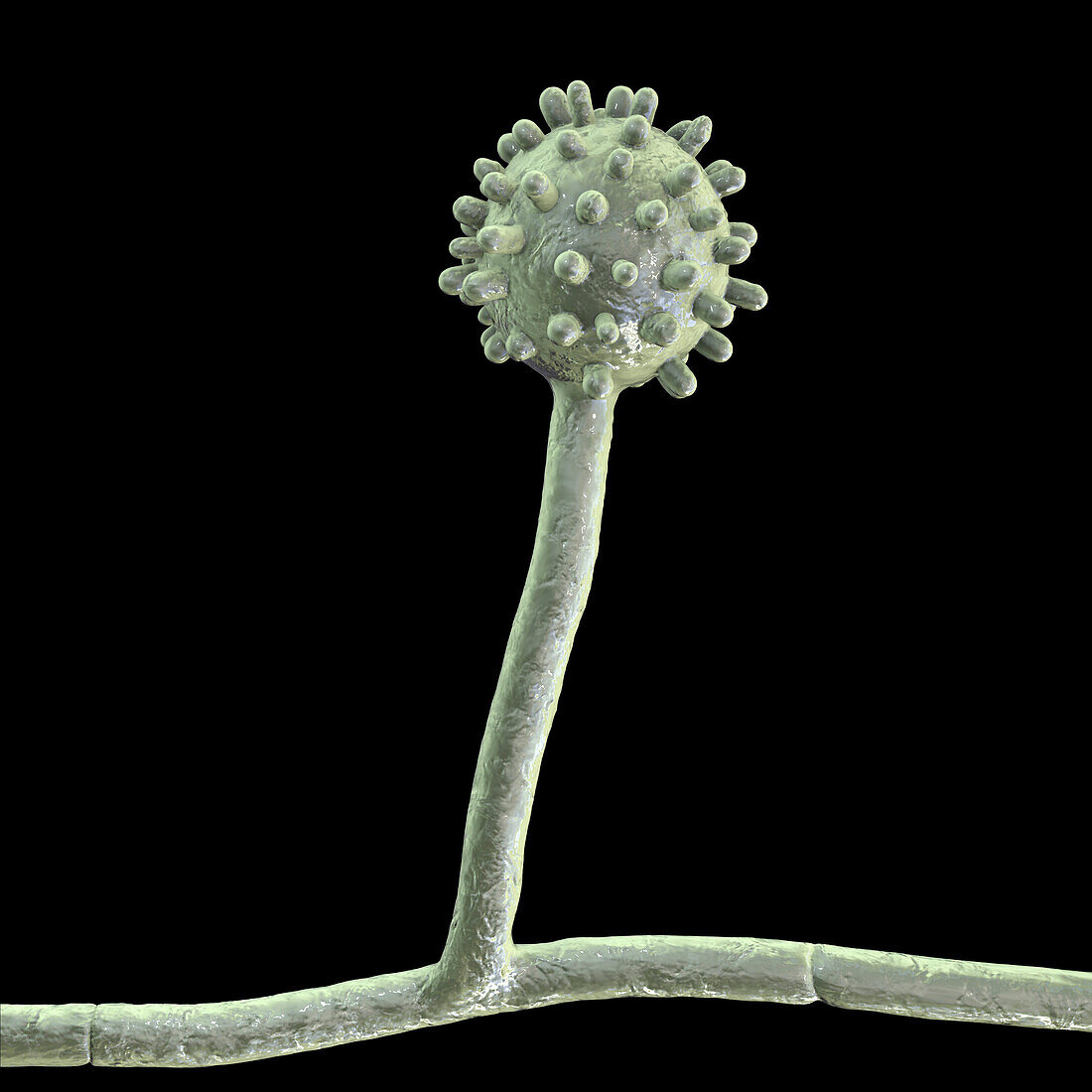 Histoplasma capsulatum fungus, illustration