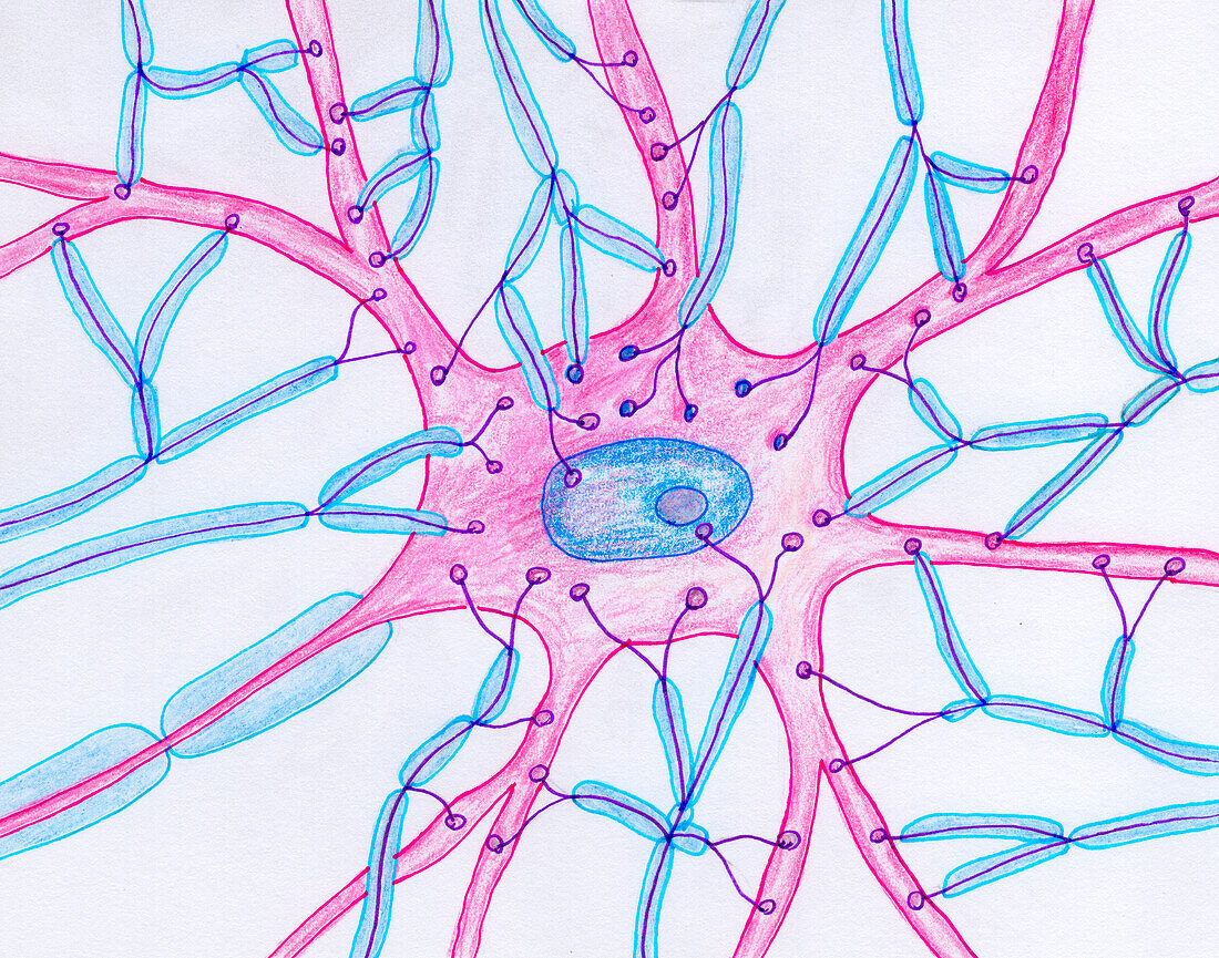 Synaptic endings on a motor neuron, illustration