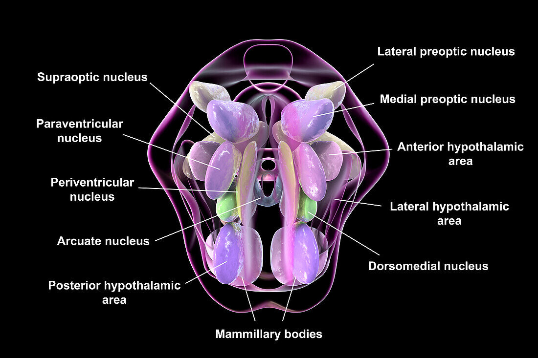 Hypothalamic nuclei, illustration