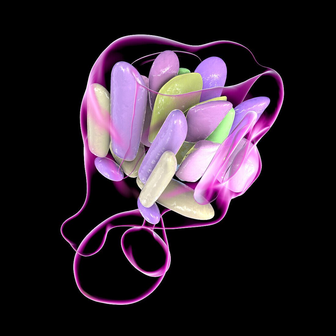 Hypothalamic nuclei, illustration