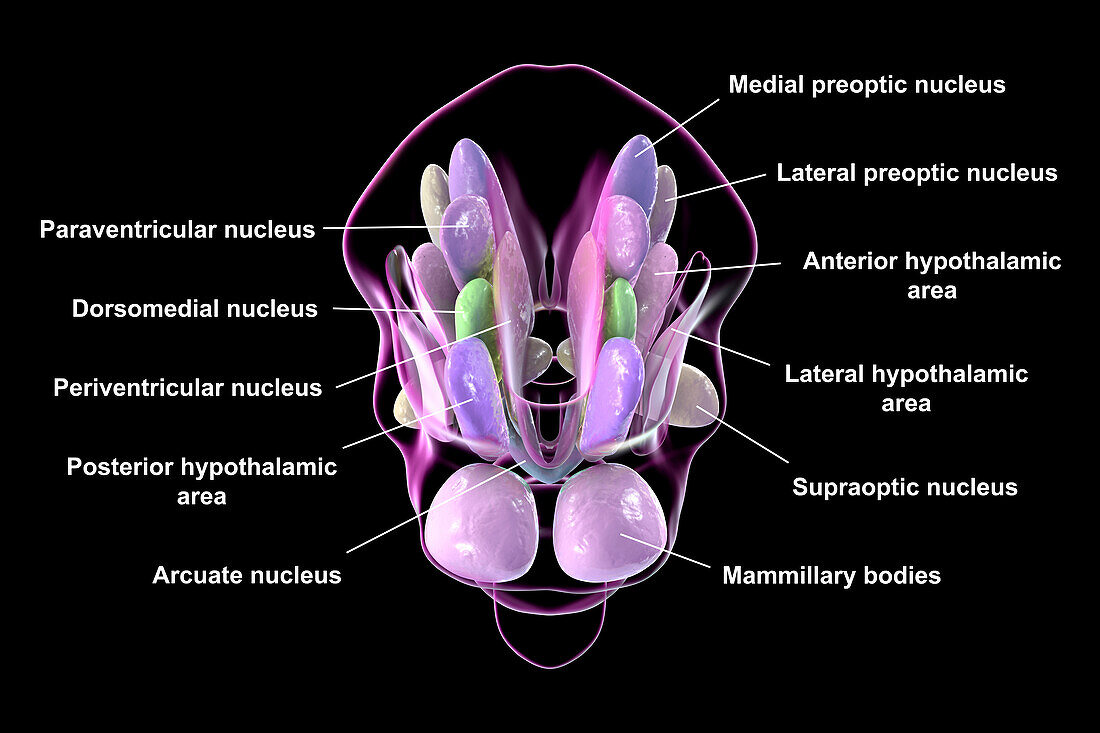 Hypothalamic nuclei, illustration