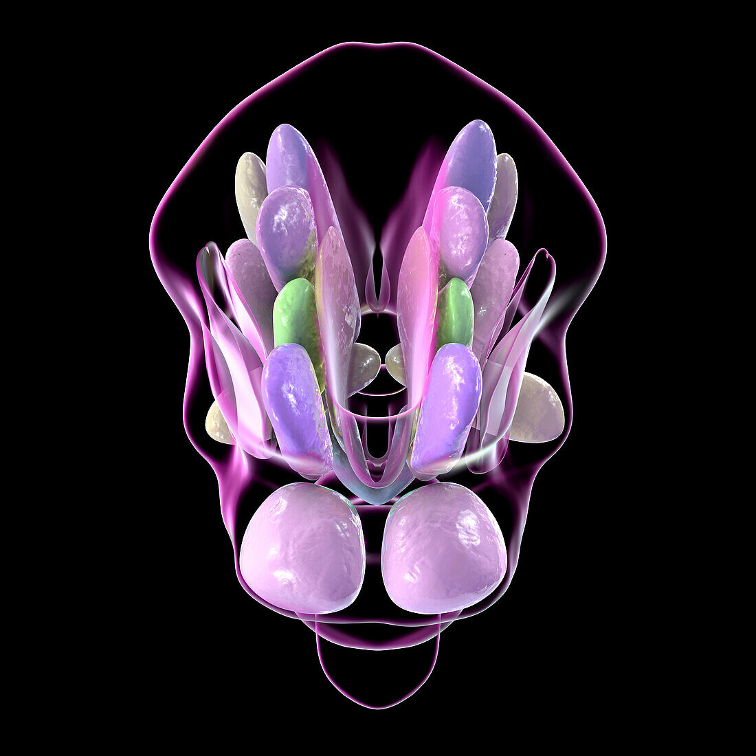 Hypothalamic nuclei, illustration