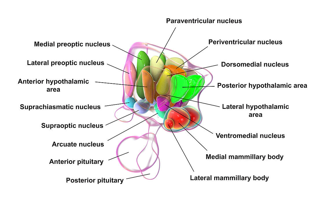 Hypothalamic nuclei, illustration