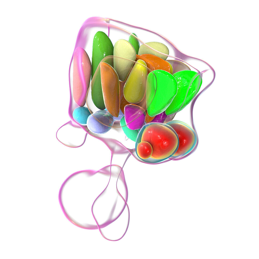 Hypothalamic nuclei, illustration